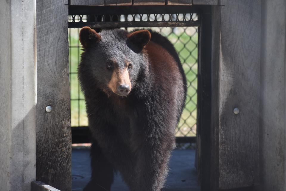 Zollman Zoo new bear
